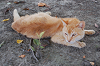 DSC_0005_thumb.png
