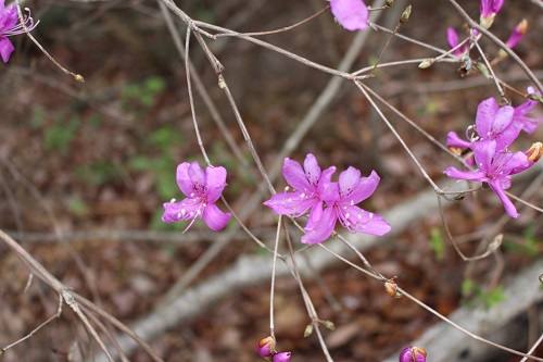 紫の花