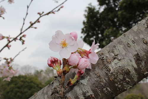 桜