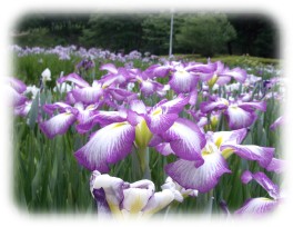 Iris flowers 2